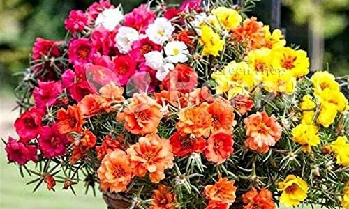 幽门螺杆菌五联用药网 | 幽门螺杆菌五联用药有什么副作用吗,幽门螺杆菌五联用药一览表