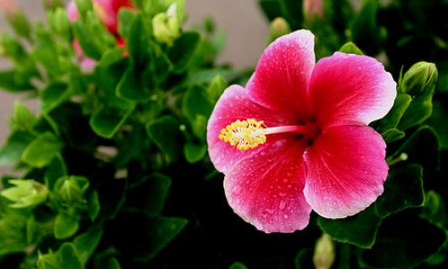 幽门螺杆菌五联用药方案-幽门螺杆菌五联用药网 | 幽门螺杆菌五联用药有什么副作用吗,幽门螺杆菌五联用药一览表